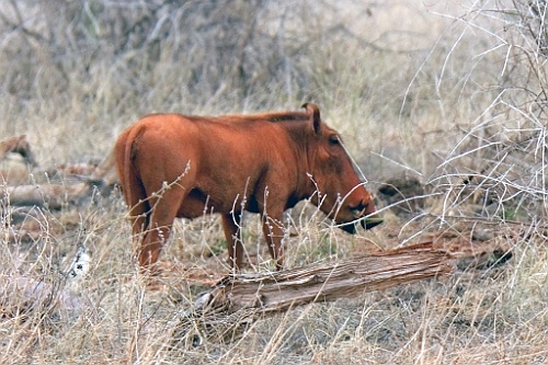 Kenia (351)